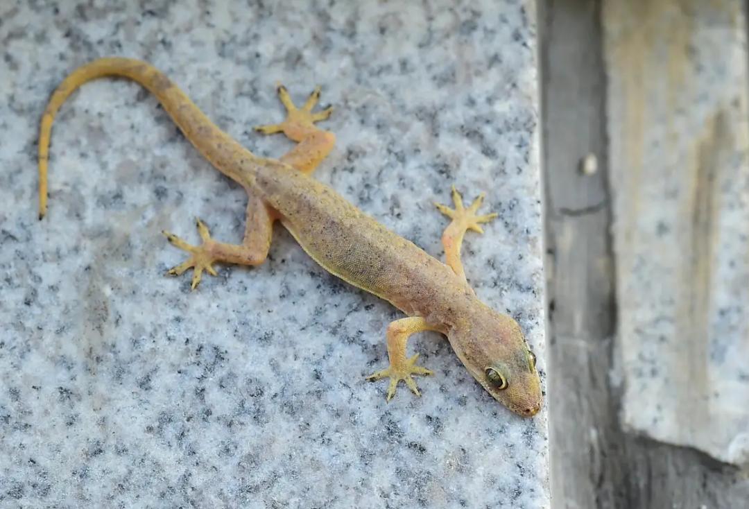 彩豚这游戏新手三天能玩明白吗？