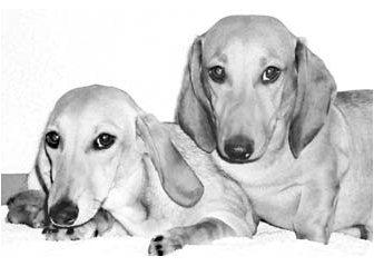 赤练蛇到底能不能当宠物养？