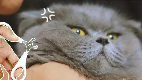 你家半夜三点钟会听到指甲挠墙声吗？