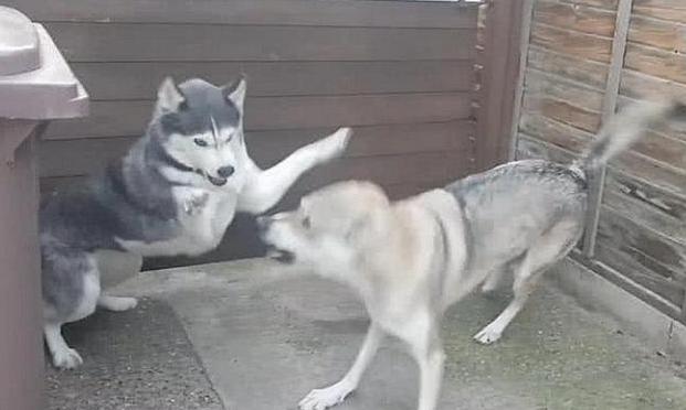 你家狗子能跑赢隔壁二哈吗？