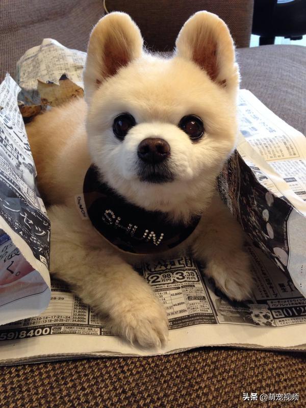 为什么俊介君能成为全网最治愈的网红狗狗？