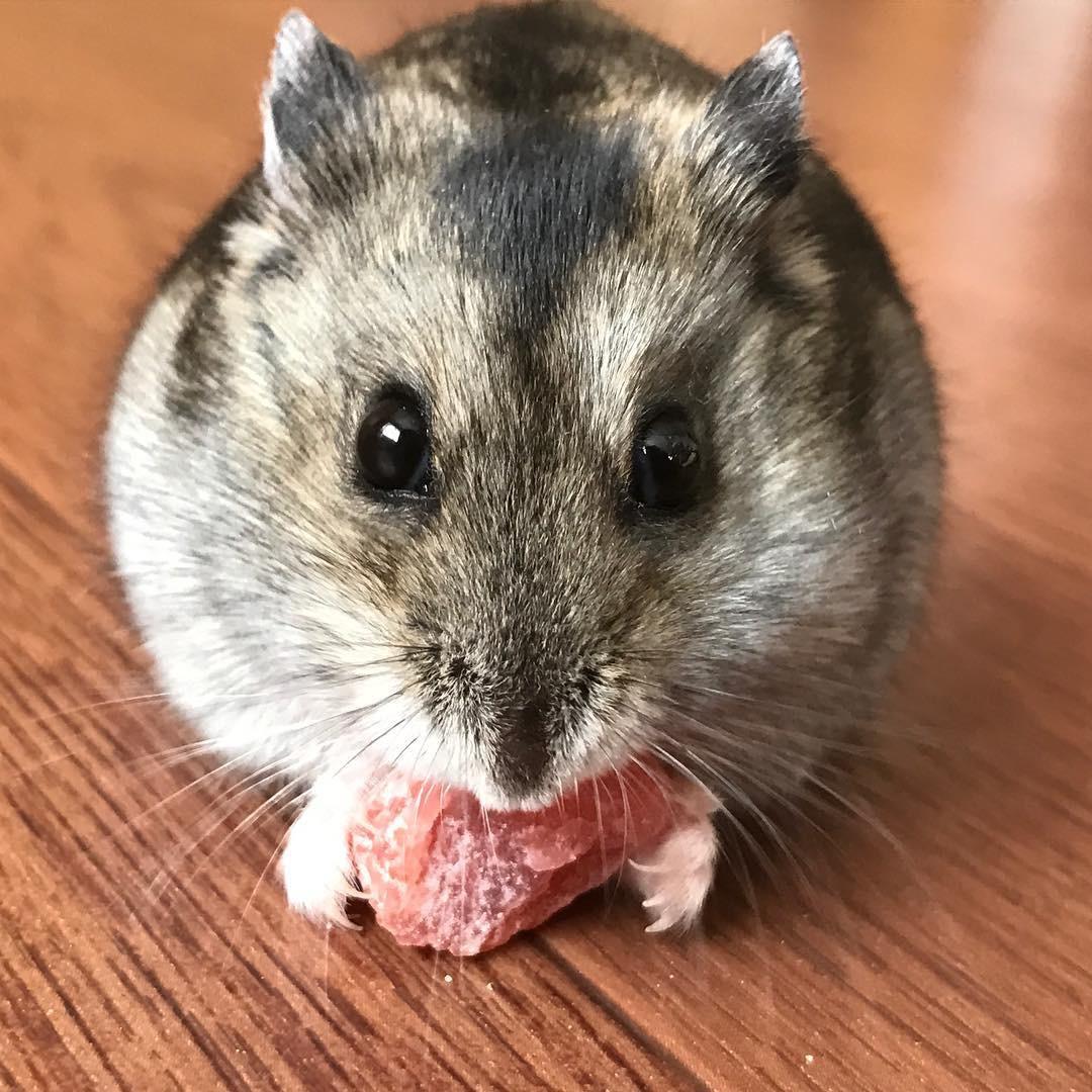 养仓鼠真的会养一只死一只吗？