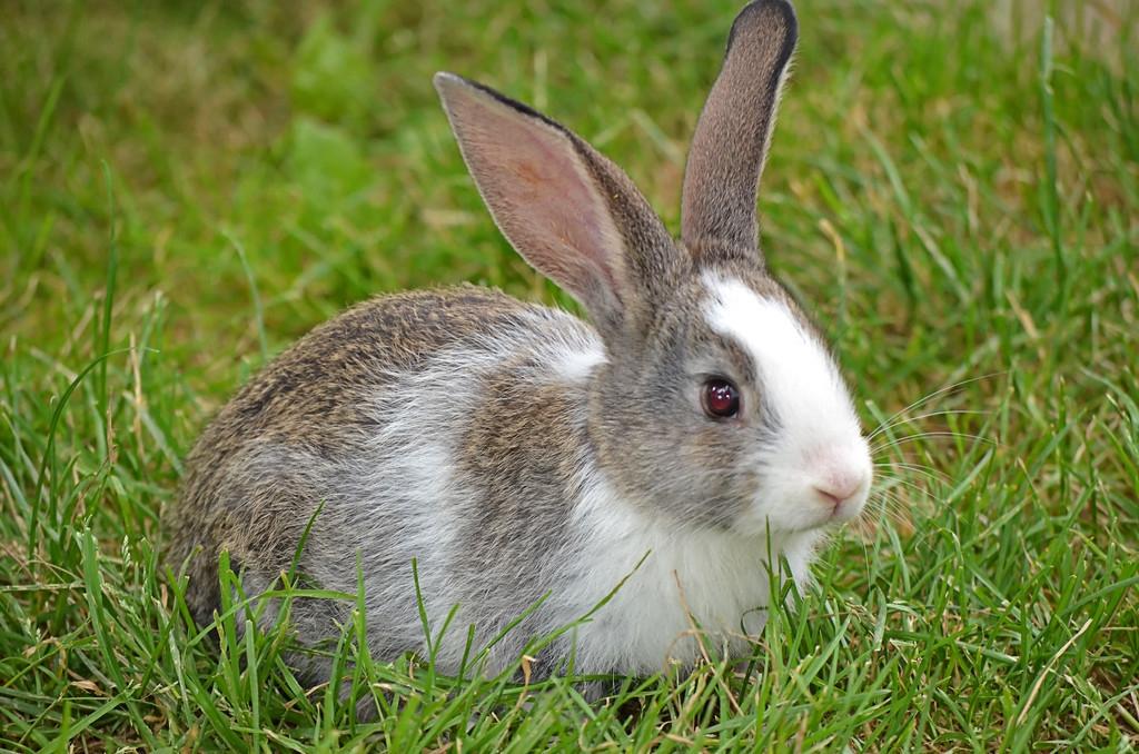 獭兔养殖关键技术详解：从选种到饲养管理的全面指南