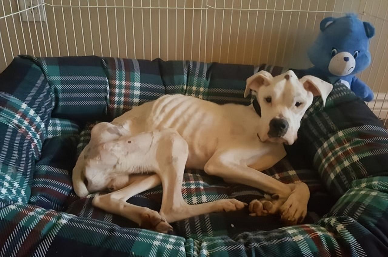 狗狗总蹭屁股是得了绦虫病吗？