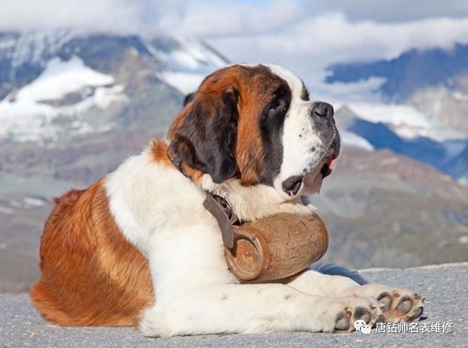 如何准确辨别圣伯纳狗头印记的真伪 如何准确辨别圣伯纳狗头印记的真伪