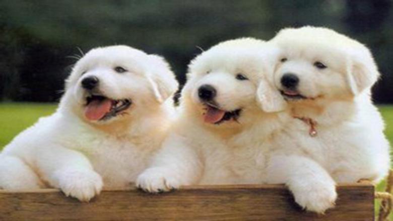 秋田犬真的适合新手饲养吗？