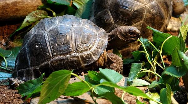 养亚达伯拉象龟真的像养石头吗？