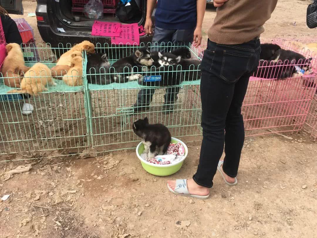 养边境梗真的像养哈士奇一样崩溃吗？