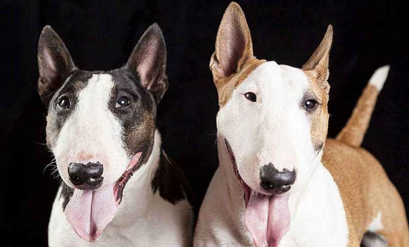 牛头梗真的适合新手养吗？