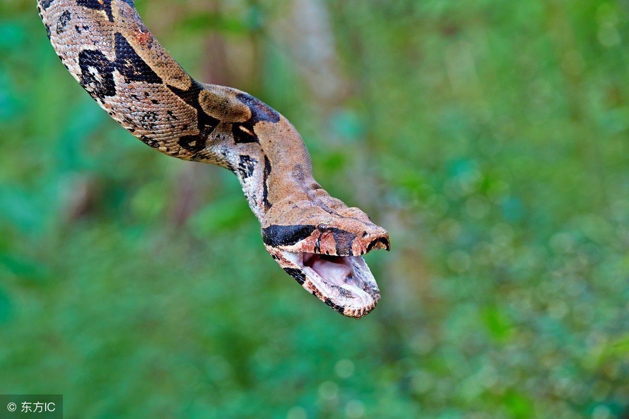 为什么你的属相能影响整个人生轨迹？