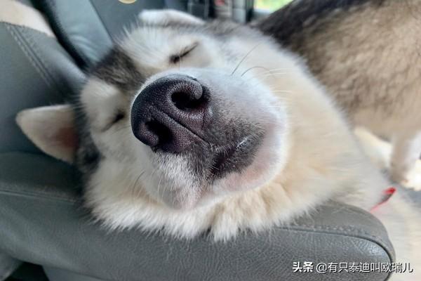 哈士奇拆家狂魔还有救吗？