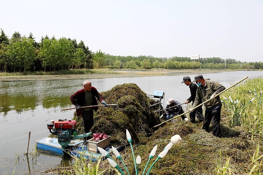 水族箱造景必备:观赏水草的美化与生态作用详解 水族箱造景必备:观赏水草的美化与生态作用详解