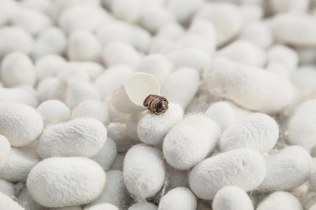 蓖麻蚕到底怎么养才能又肥又壮？