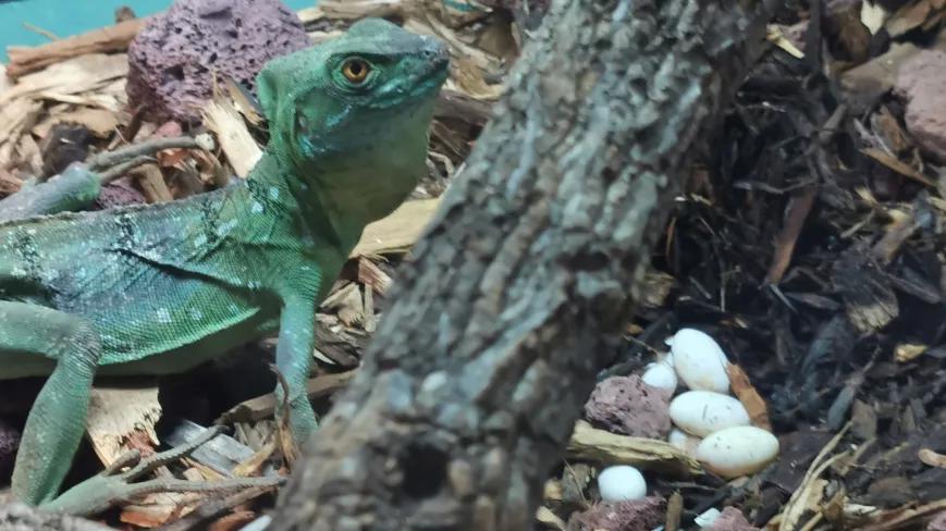 深入了解蜥蜴：繁殖方式与寿命长短相关知识