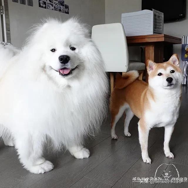 你家萨摩犬真的吃对了吗？