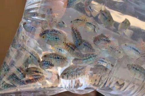 为什么你的罗汉鱼苗总养不活？