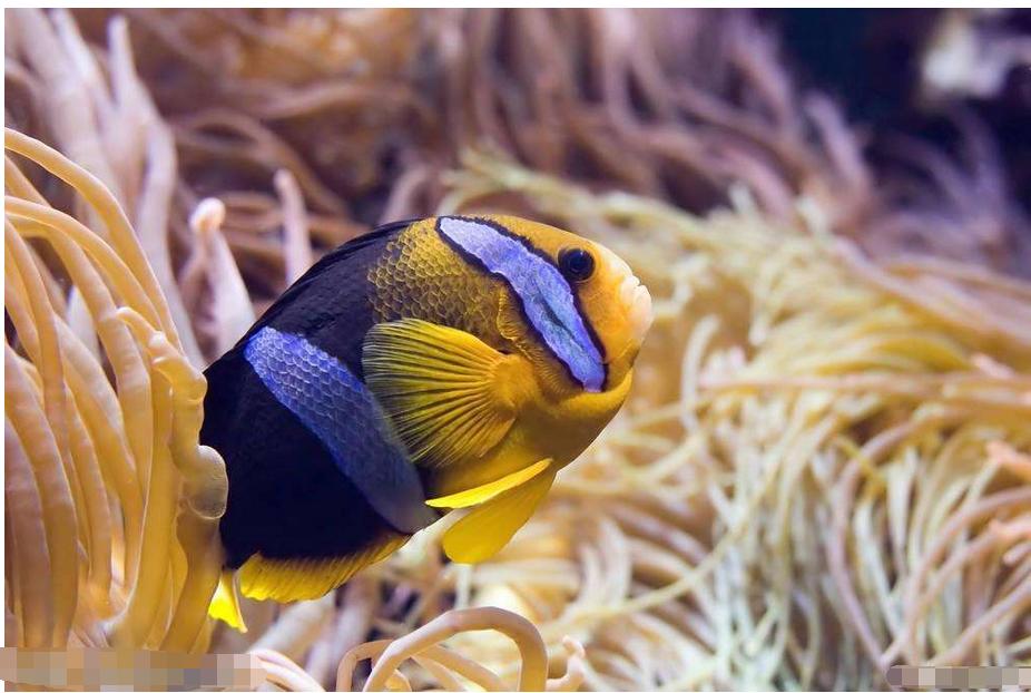 深入了解小丑鱼：小丑鱼的资料与信息全解析