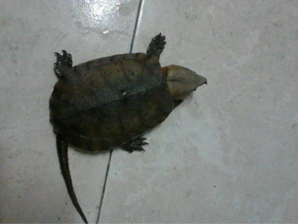 为什么你的乌龟总是活不过三个月？