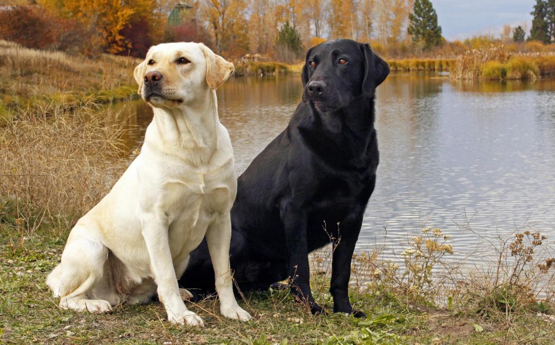 拉布拉多犬饮食：如何养成良好习惯
