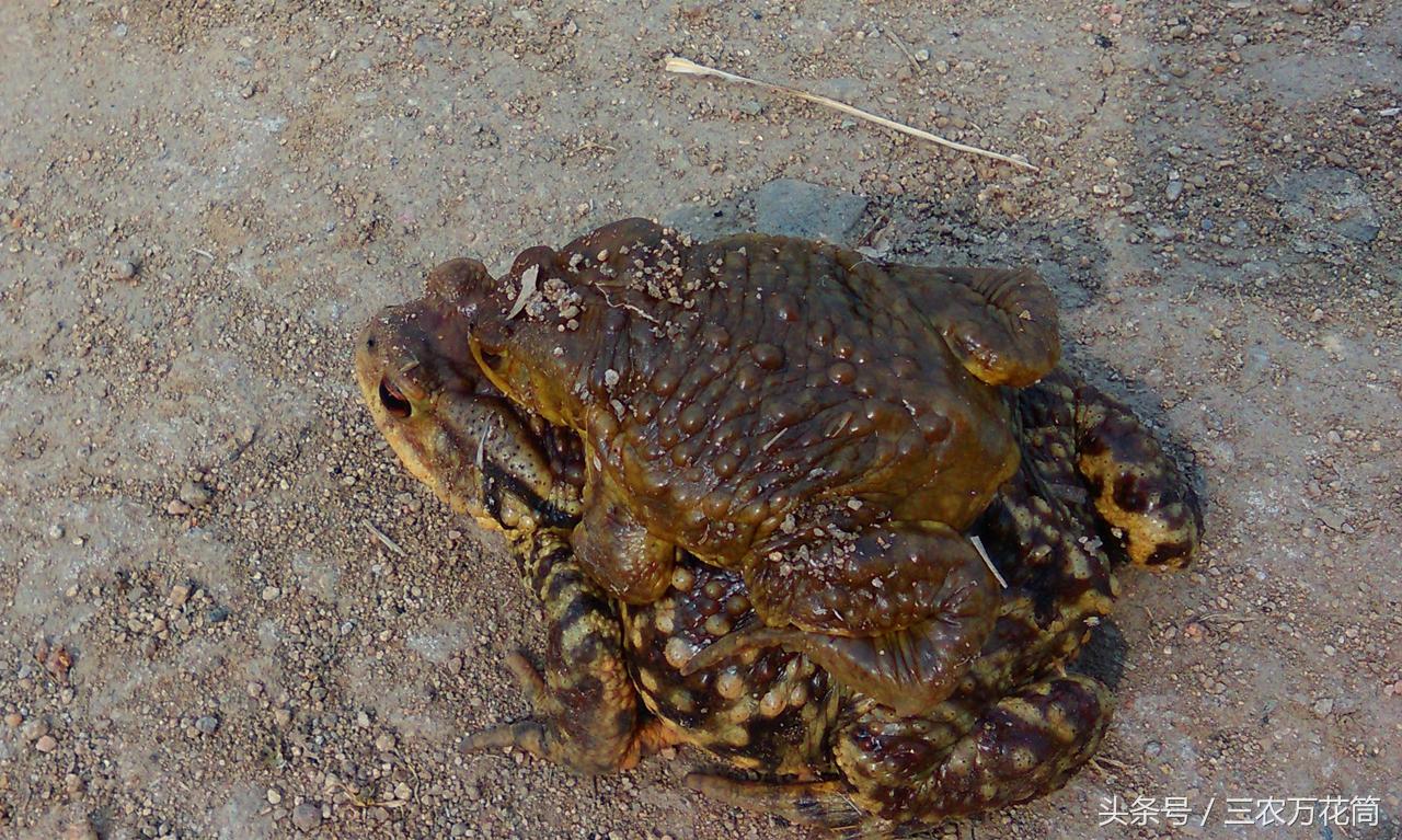 蟾衣凭什么能卖到上万元一张？