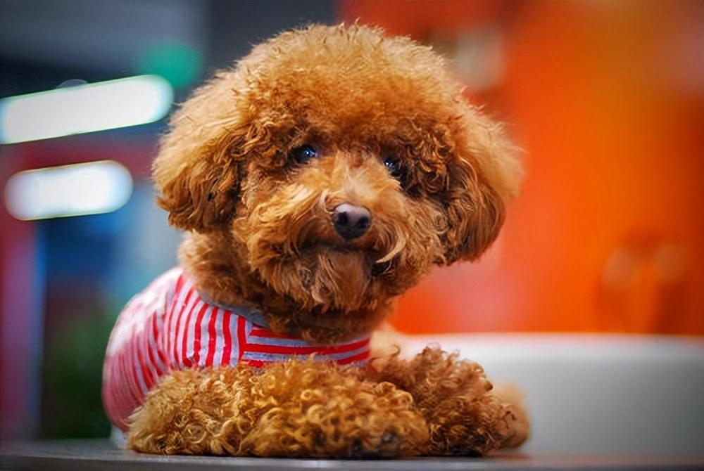 游戏里那只神出鬼没的杜鹃到底怎么抓？