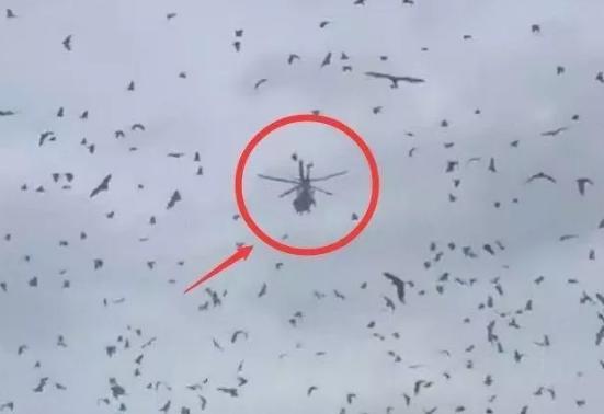 蜥蜴种类全知道：超全的蜥蜴种类大盘点