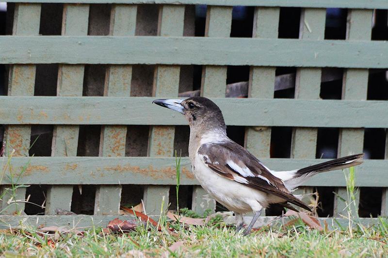 林肯港鹦鹉真的会把主人逼疯吗？