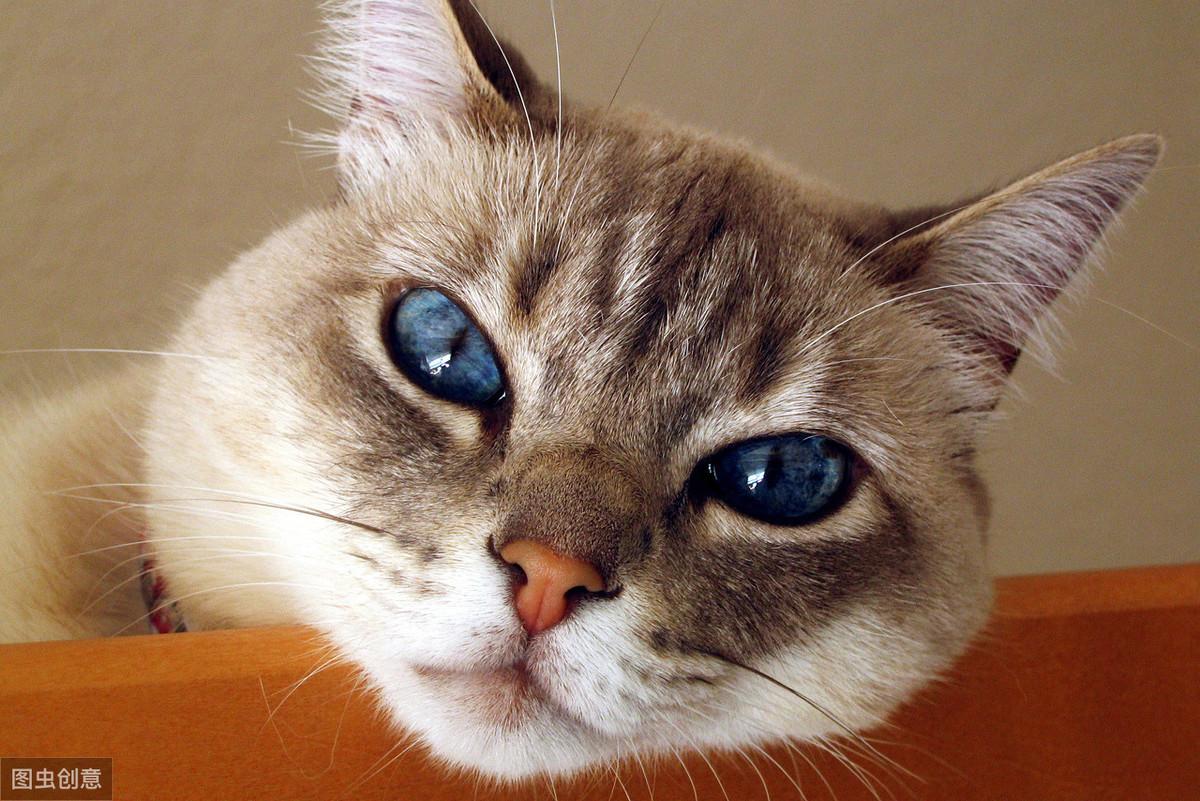 红龙鱼养三个月就死是怎么回事？