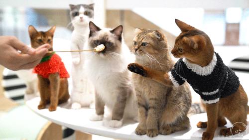 2013年属兔人真的会犯太岁吗？