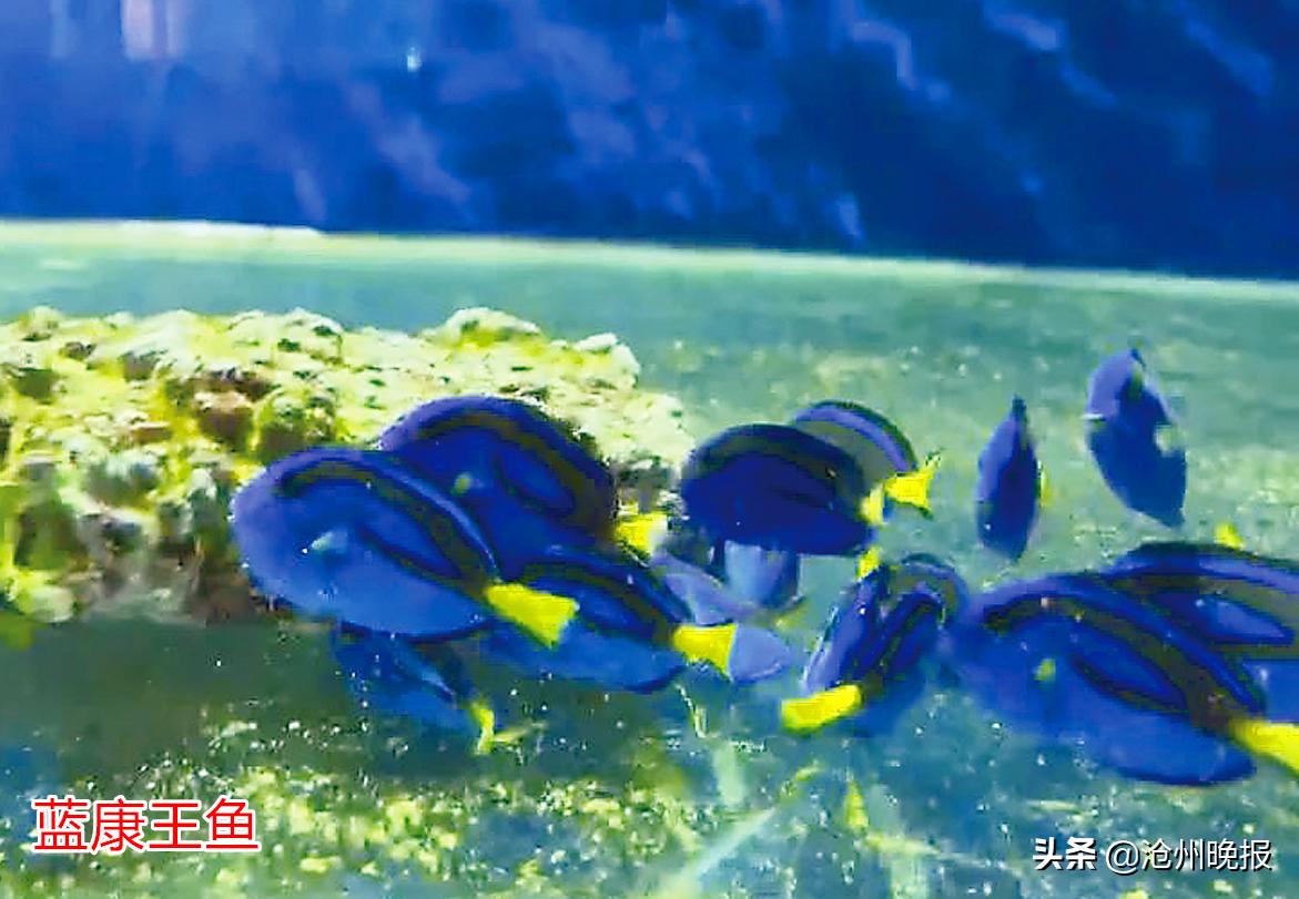 小丑鱼品种大全：了解不同种类小丑鱼的特征与习性