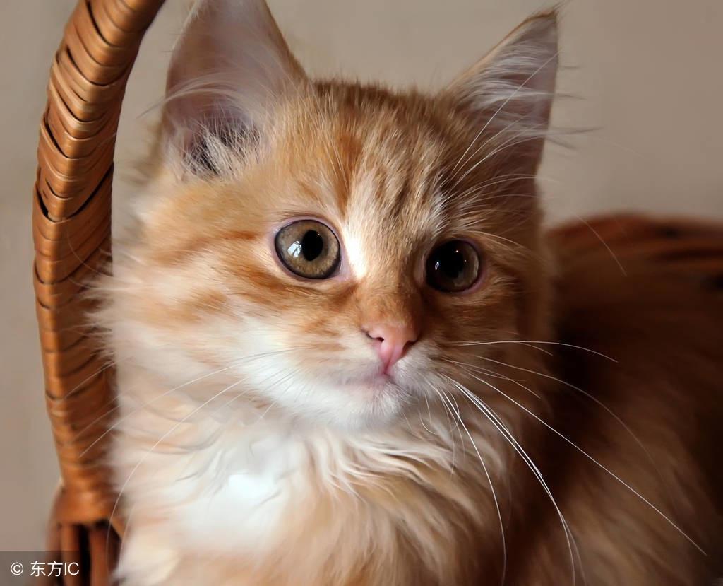 乐乐百科宠物大全：黑眼雪貂的外形特征全解析