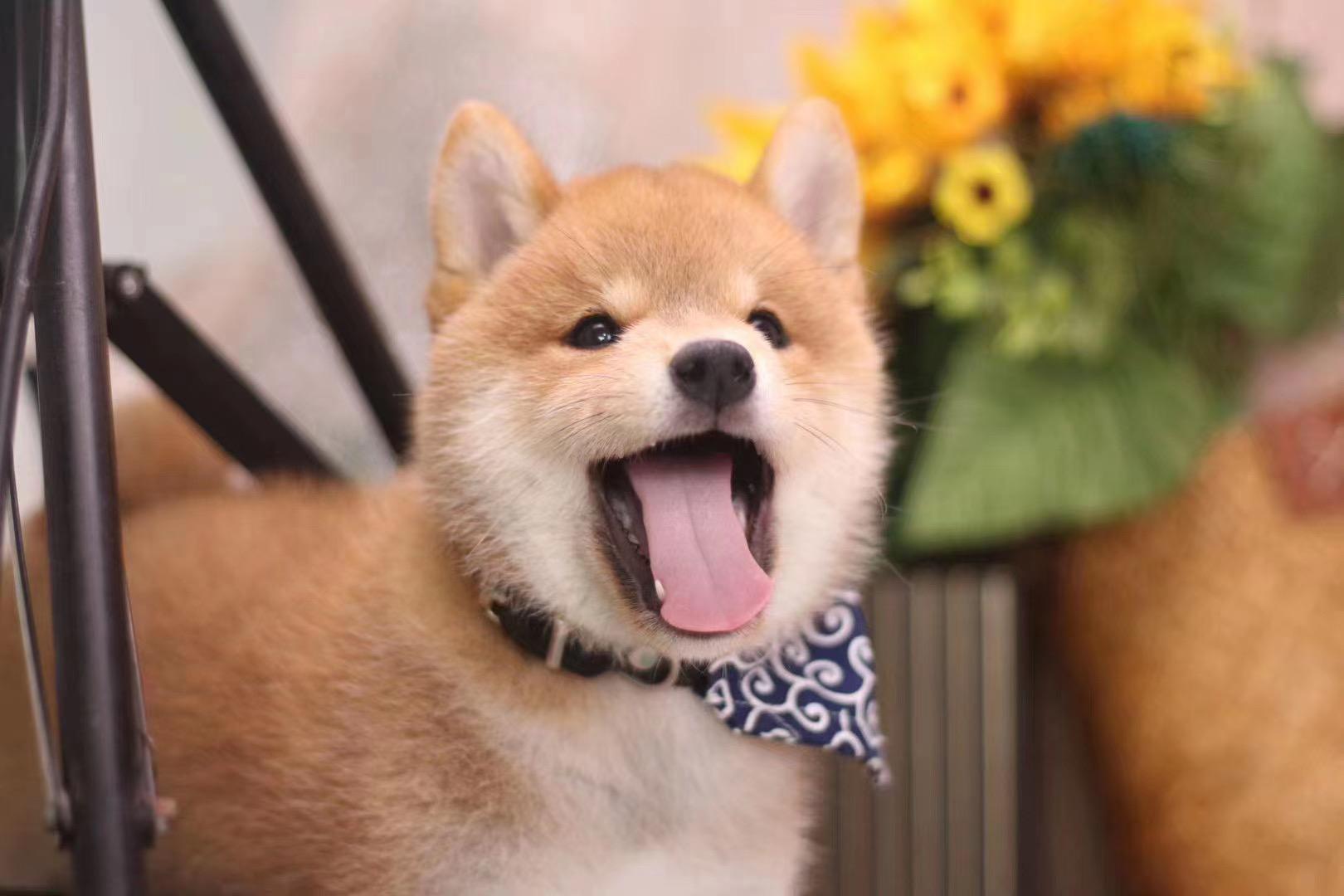 为什么这只柴犬能红遍全网？