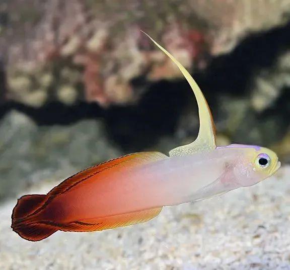 为什么你的鱼缸总像装了雷达？