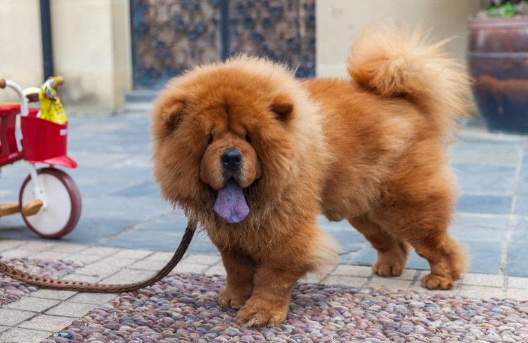 松狮犬能长到比金毛还大吗？