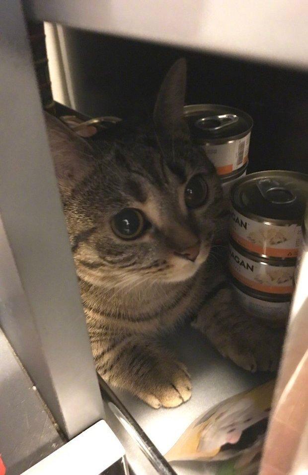 缅甸星龟的详细介绍：习性、饲养与保护指南