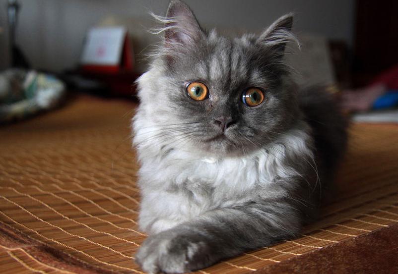 金吉拉猫真的适合新手养吗? 金吉拉猫真的适合新手养吗?