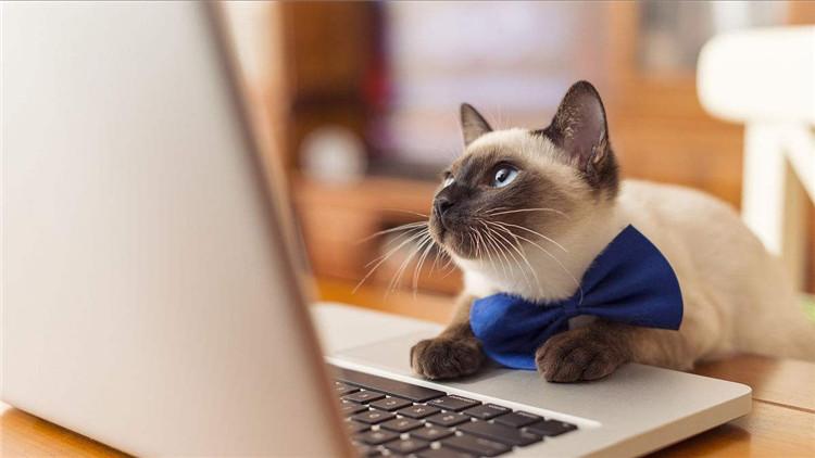 阿里旺旺注册账号到底有多简单？