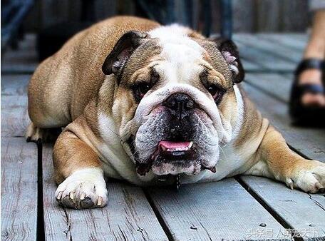 英国斗牛犬真的适合新手养吗？