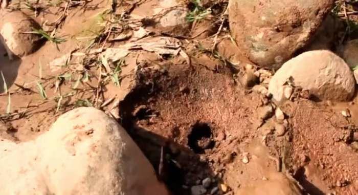 在家养虫子真的能月入过万吗？