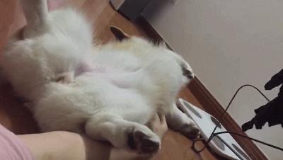 梦见一群狗到底预示着什么？