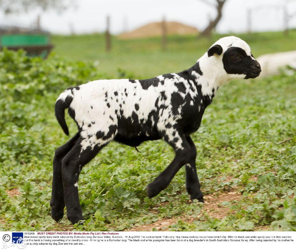 斑点狗照片怎么拍才不翻车？