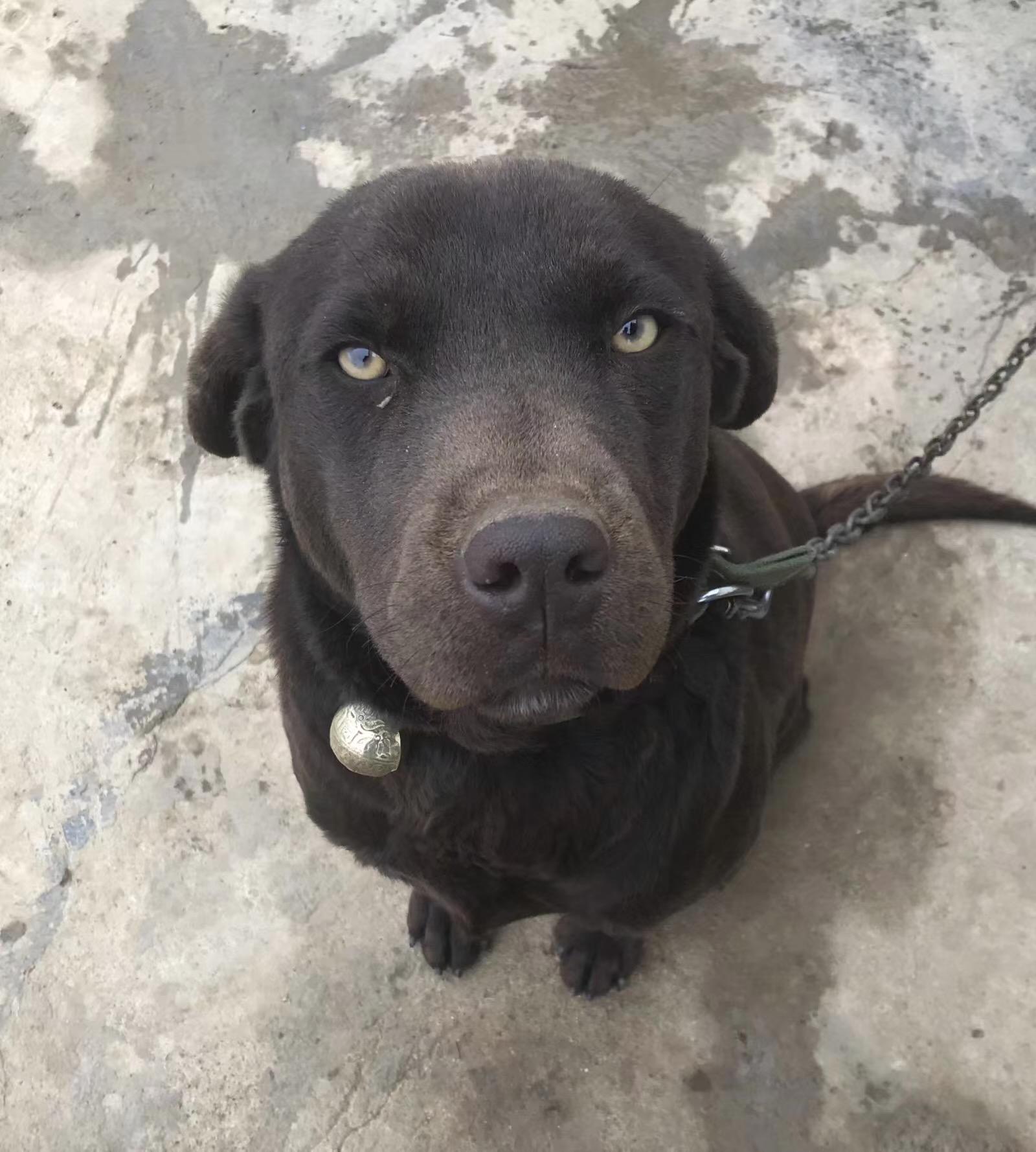 搜救犬比赛怎么让普通狗子变超级英雄？