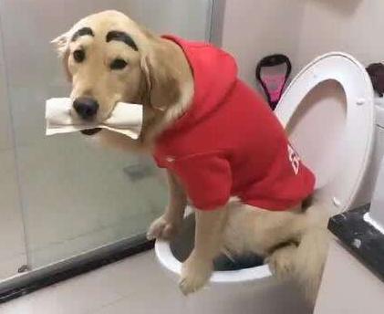 狗狗为什么总爱吃自己的便便？