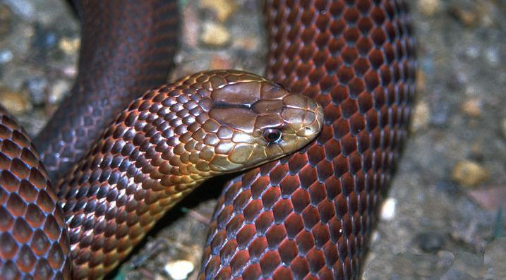 被中国毒蛇咬一口真的会没命吗? 被中国毒蛇咬一口真的会没命吗?