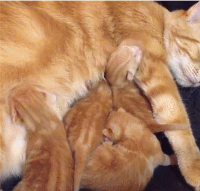 梦见猫到底是好兆头还是坏兆头？