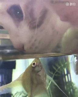 煜这个字到底怎么读？