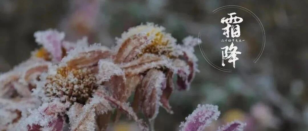 迎霜节是传统节日吗