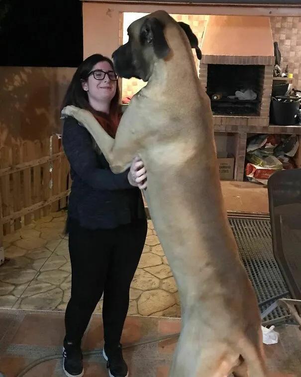 养大丹犬真的像养个小孩吗？