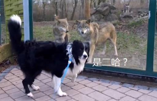 我养的哈士奇竟学狼叫，这到底是怎么回事？