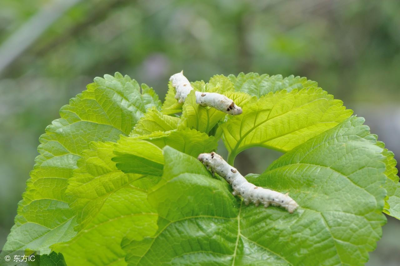 为什么你的 雪 字总像狗啃的？